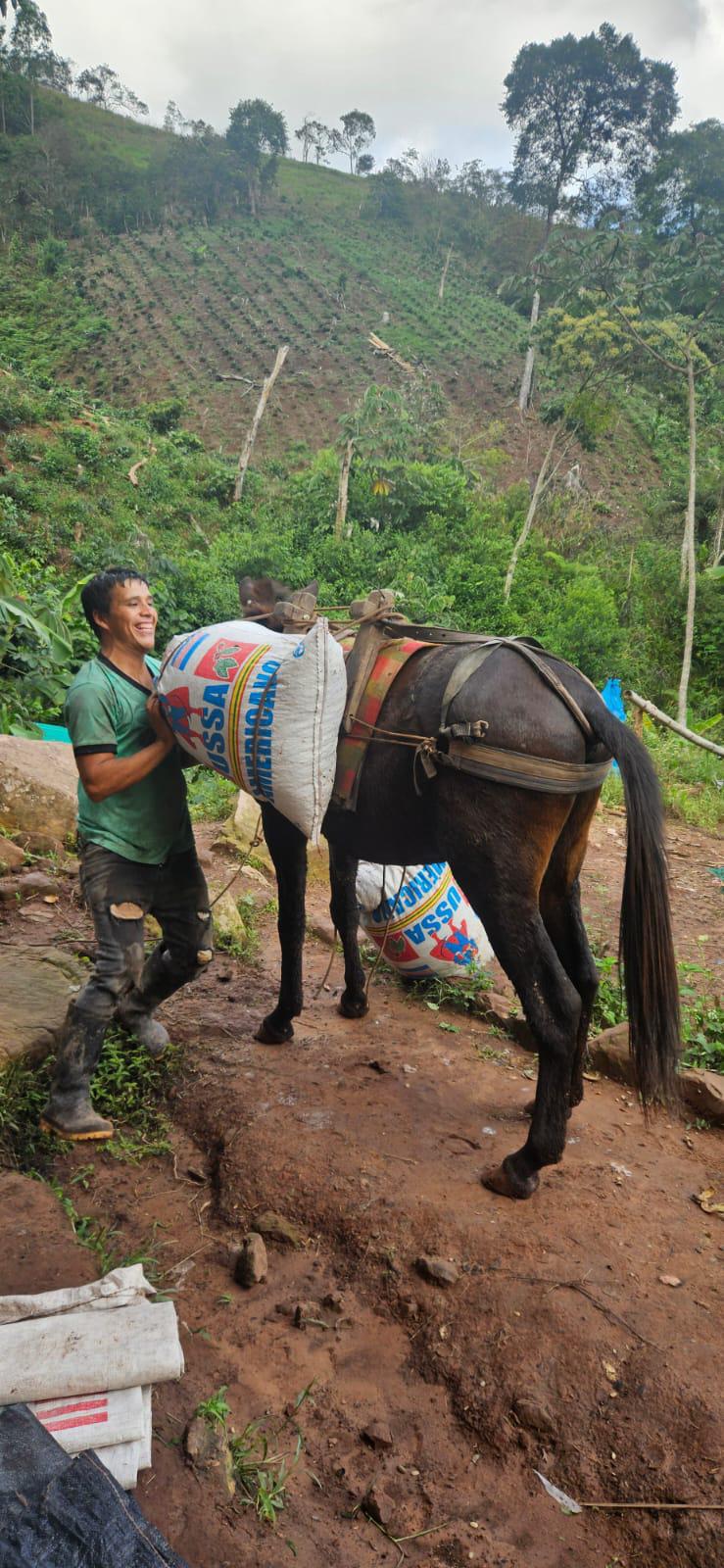 Loading coffee sacks onto a mule at Villa INTI, Peru